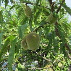 大きいものはゴルフボール大になっています