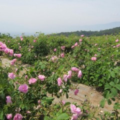 今年も沢山花を咲かせてくれました