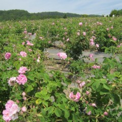 ローズの花で一面覆われています