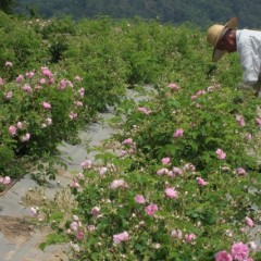 中腰で続けるローズの収穫は重労働です