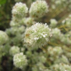 綿帽子のようなふわふわの花です