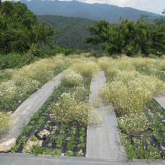 3番花が満開になりました