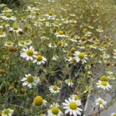 1番花に比べて花数も少ない3番花です