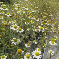 1番花に比べて花数も少ない3番花です