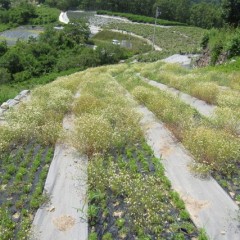 株も黄色くなり最後の力を花に注いでいます