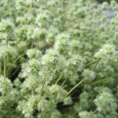 綿帽子の様なフワフワの花です