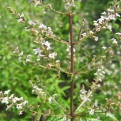 レースの様に涼しげな花を咲かせました