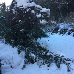 更に登ると積雪が増し倒れた竹などが道をふさいでこれ以上先へは行けませんでした