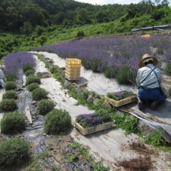 傾斜地での収穫は重労働です