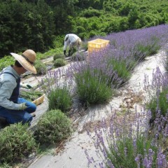 1回の蒸留に約50kgの花穂を使います