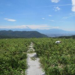 夏の日差しが燦燦と降り注ぐ農場のローズ畑