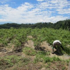 容赦なく照り付ける太陽の元、除草作業が連日続いています