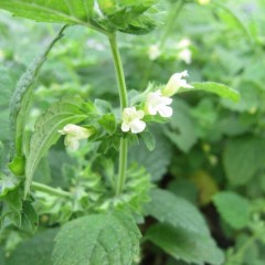 レモンバームの可憐な花