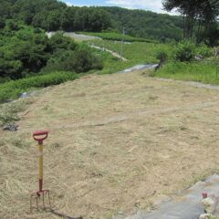 カモマイル・ジャーマン畑の刈り取った雑草は一日で乾草になってしまいます