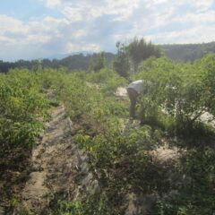 ローズ畑の除草作業はまだ続いています