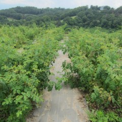 通路が塞がるように伸びて来ました