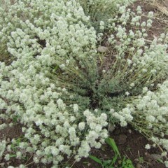 綿毛の様な花です