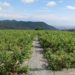 遠くの富士山が眩しい！