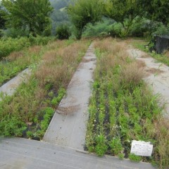 気温と水分が雑草の成長には好条件