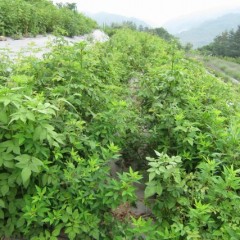 通路まで埋め尽くした雑草