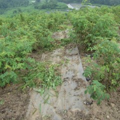 炎天下の中、雑草との戦いが続きます