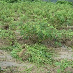 大量の雑草を畑の外に運び出すのもまた重労働です