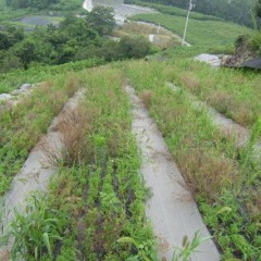 無農薬栽培では真夏の戦いが始まります