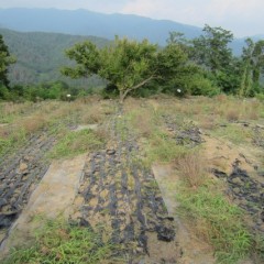 秋まで雑草との戦いの日々は続きます