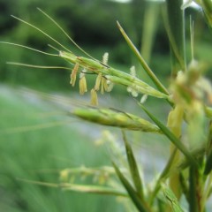 白いブラシのような雌蕊