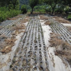 照り付ける夏の日差しで除草した草はカラカラ