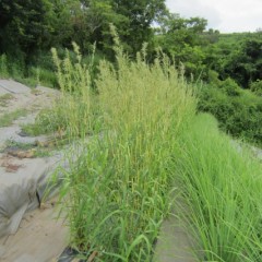 パルマローザの花が咲いています