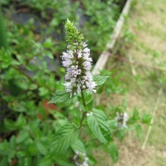 ミントの花たち