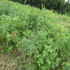 まだ除草していないところはご覧の通り