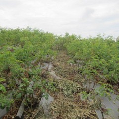 除草すると風通しが良くなり病気も防げます