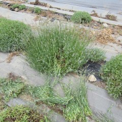 真ん中が枯れていた株には・・・・・
