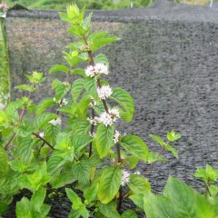 アルベンシスミントの花