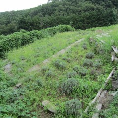 ローズ畑の除草が一段落と思ったらラベンダー畑がご覧の通り