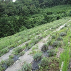 雑草との終わりのない戦いが待っています