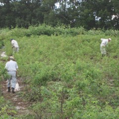 連日、地道な手作業が続きます