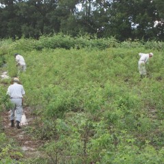 連日、地道な手作業が続きます