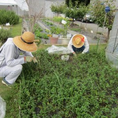 根元から刈り取ります