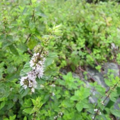 ベルガモットミントの花