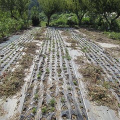 また除草を一からやり直しです