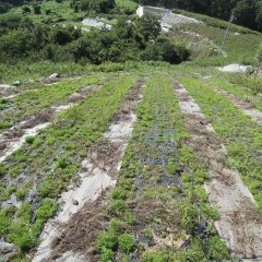 8月1日に除草を終えたばかりだったのに