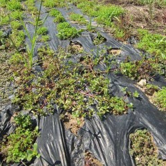 ローズ畑やラベンダー畑の除草をしている間に