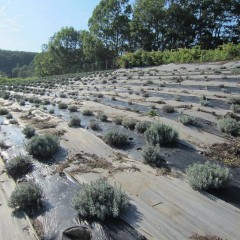 やっとこさの除草完了