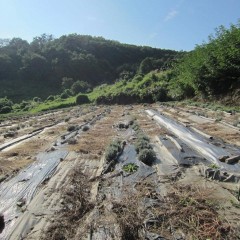 果てしない戦いにもようやく先が見えてきたかな