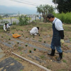 カモマイル・ローマンはポット苗を定植しました