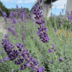 春に比べると花穂も短く数も少ないです