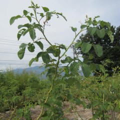 切った枝先の上から2～4番目の芽が伸びています